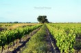 /album/photographfeerique/arbre-vigne-jpg/